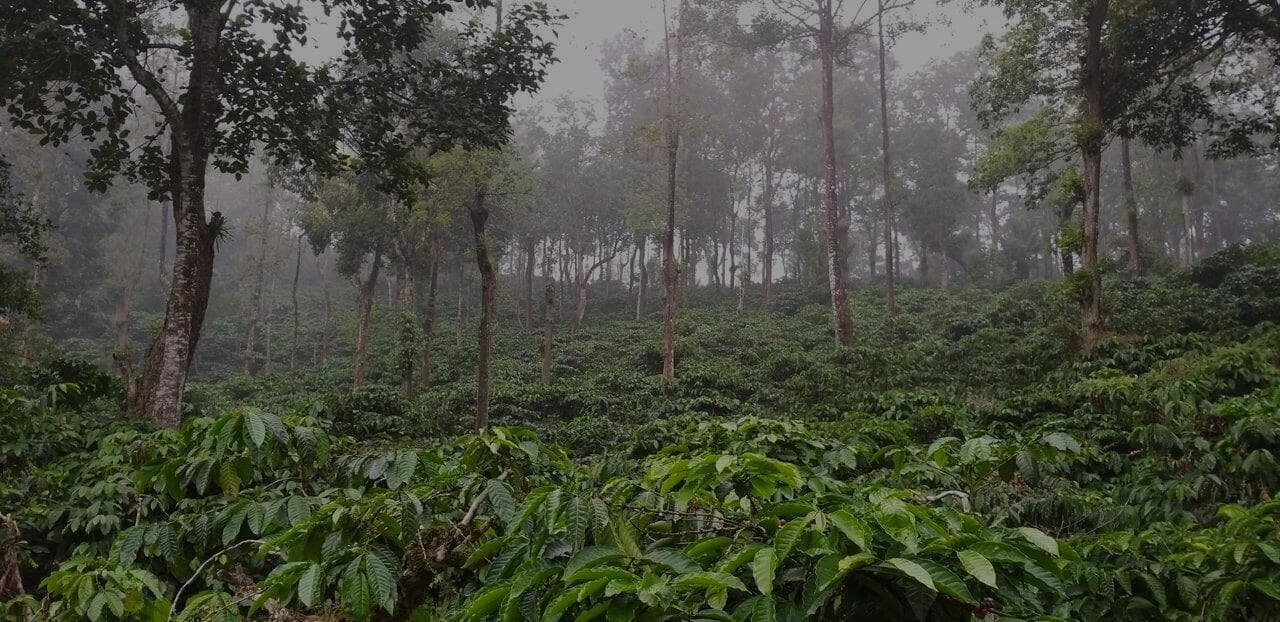 a view in farm